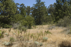 Photo taken at the Bonny Doon Ecological Reserve © 2007 Dylan Neubauer. 